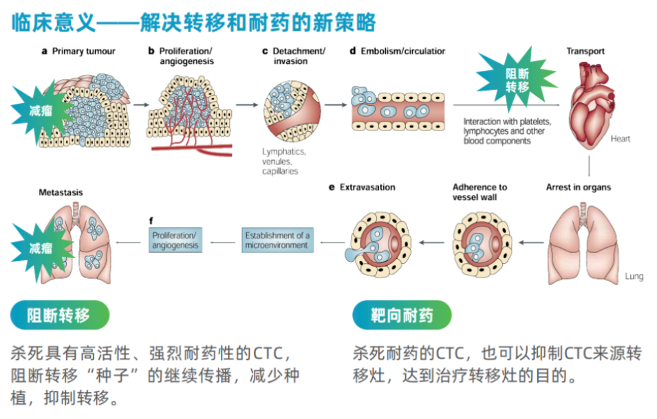 EvoTrace™循环肿瘤细胞测序平台亮相2024肺癌防治学术研讨会